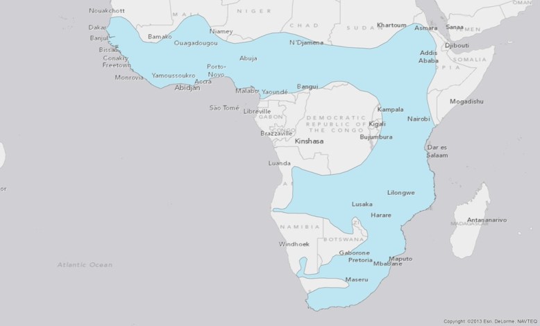 african-clawless-otter-aonyx-capensis