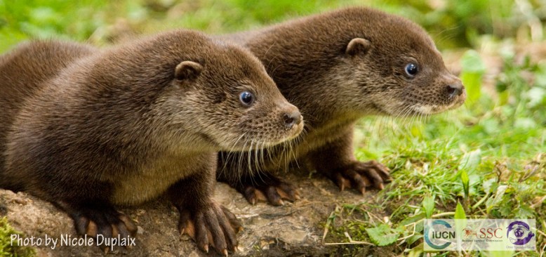 duplaix_european-otter-cub6