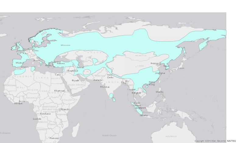 eurasian-otter-lutra-lutra