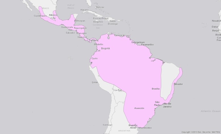 neotropical-otter-lontra-longicaudis