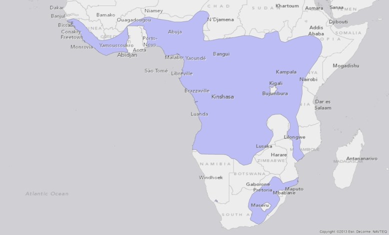 spotted-necked-otter-hydrictis-maculicollis