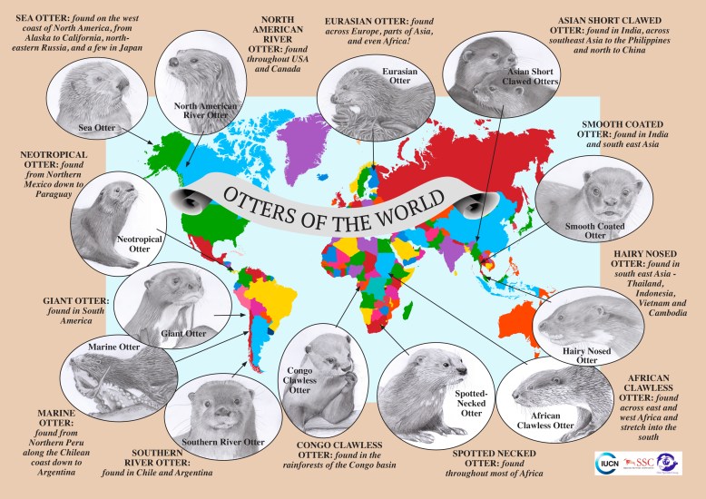 Otters of the World MAP